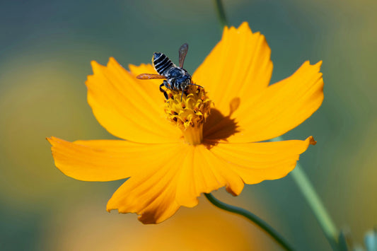 How Do Bees Make Bee Bread? A Look into Nature’s Fermentation Process