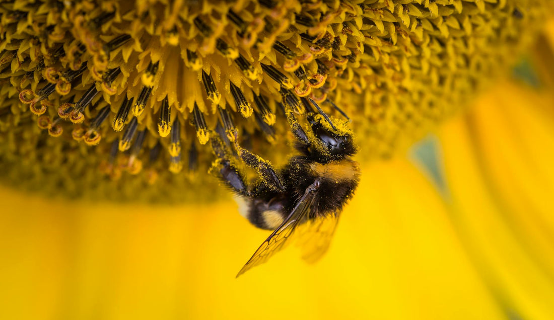 Bee Bread: A Natural Ally for Gut Health and Digestion
