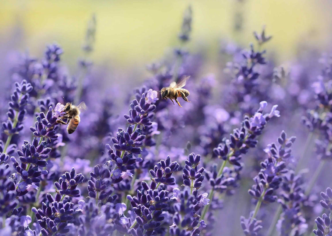 bee pollinating flowers